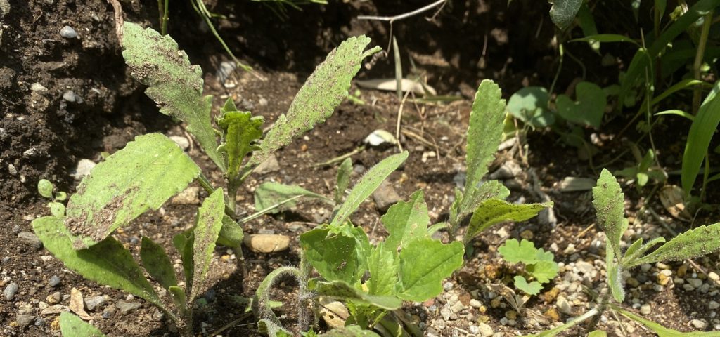 Gaillardia pulchella　ガイラルディア　テンニンギク