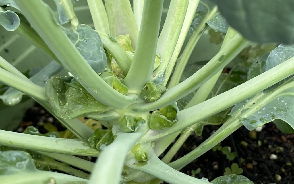 Brussels sprouts 芽キャベツ