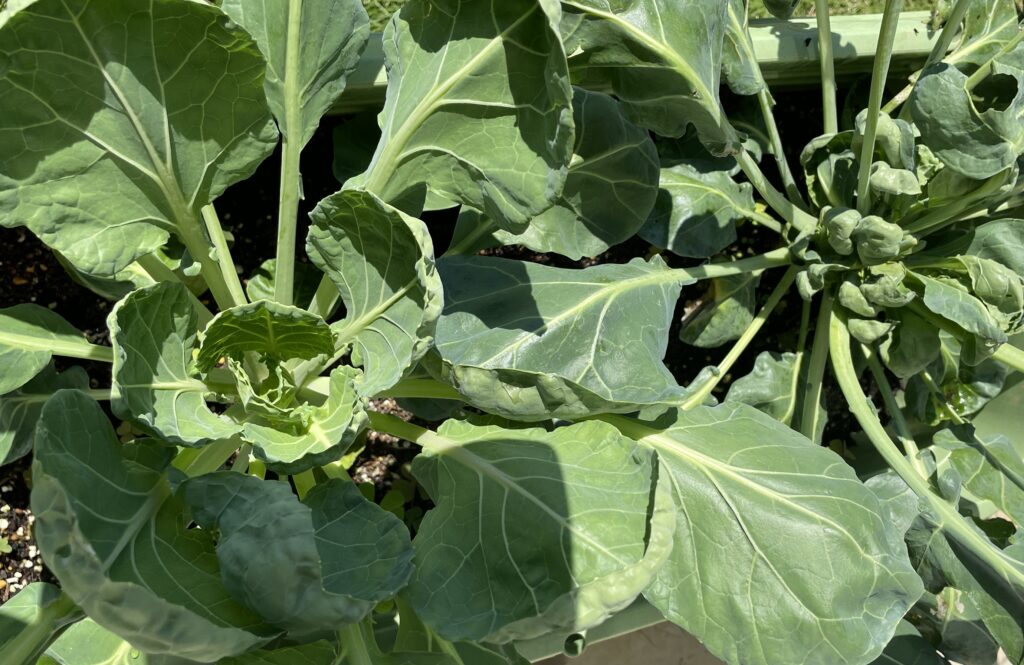 Brussels sprouts 芽キャベツ