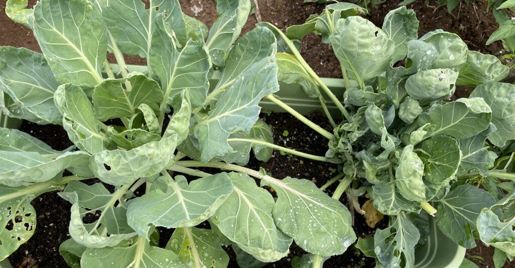 Brussels sprouts 芽キャベツ