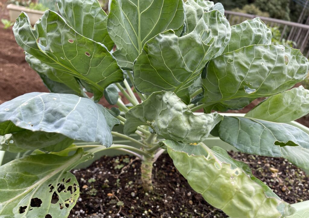 Brussels sprouts 芽キャベツ