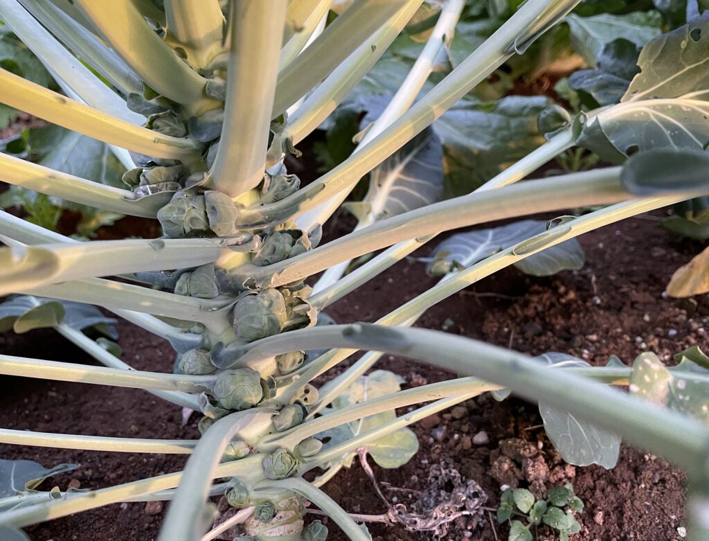 Brussels sprouts 芽キャベツ