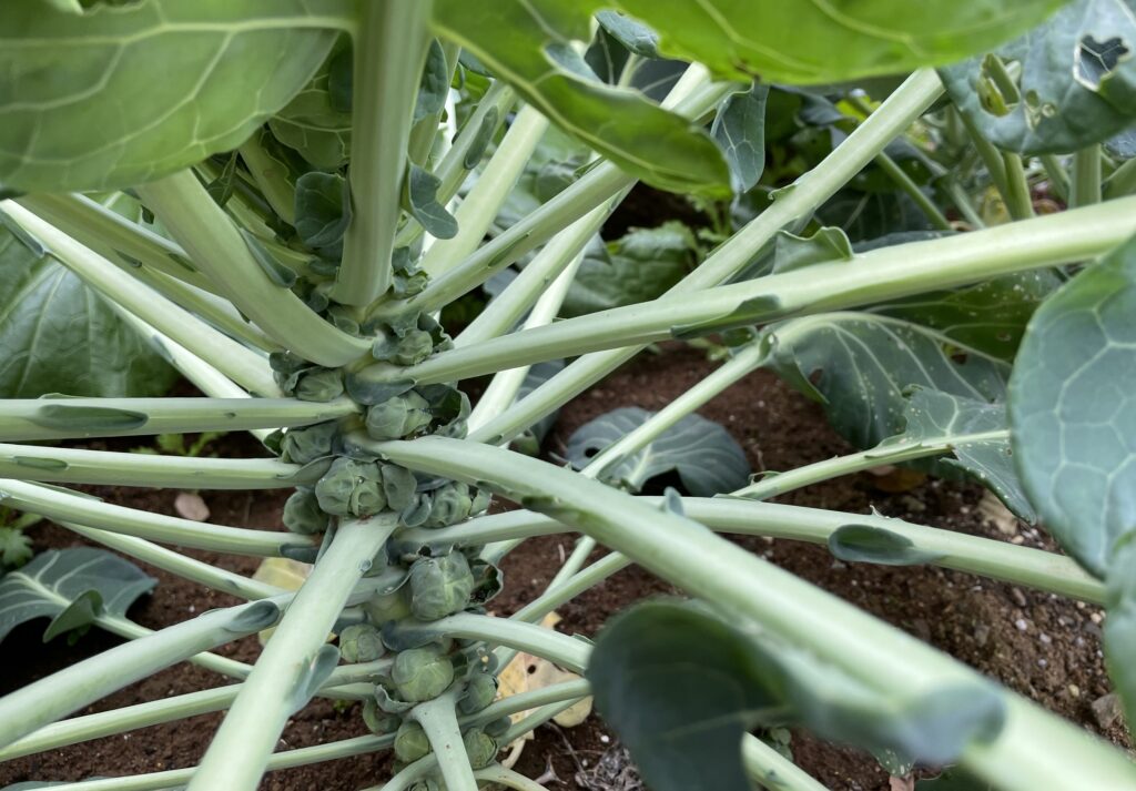 Brussels sprouts 芽キャベツ