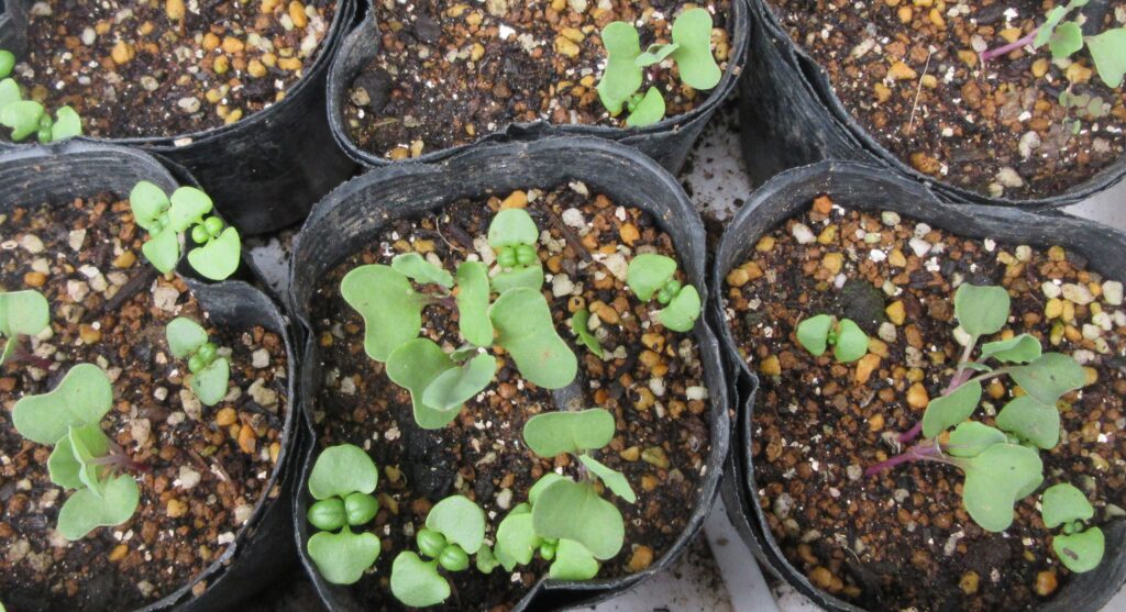 Brussels sprouts 芽キャベツ