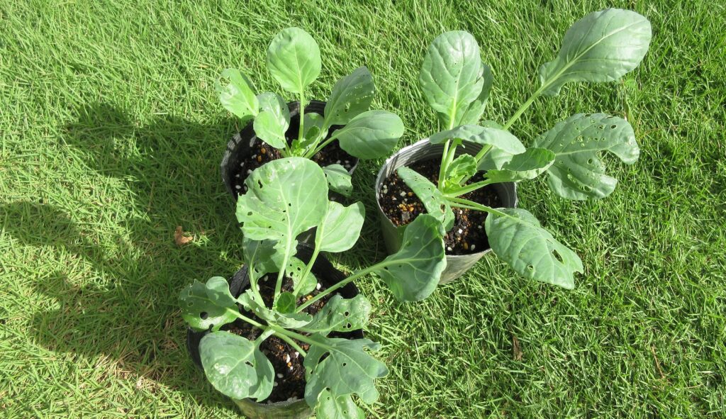 Brussels sprouts 芽キャベツ