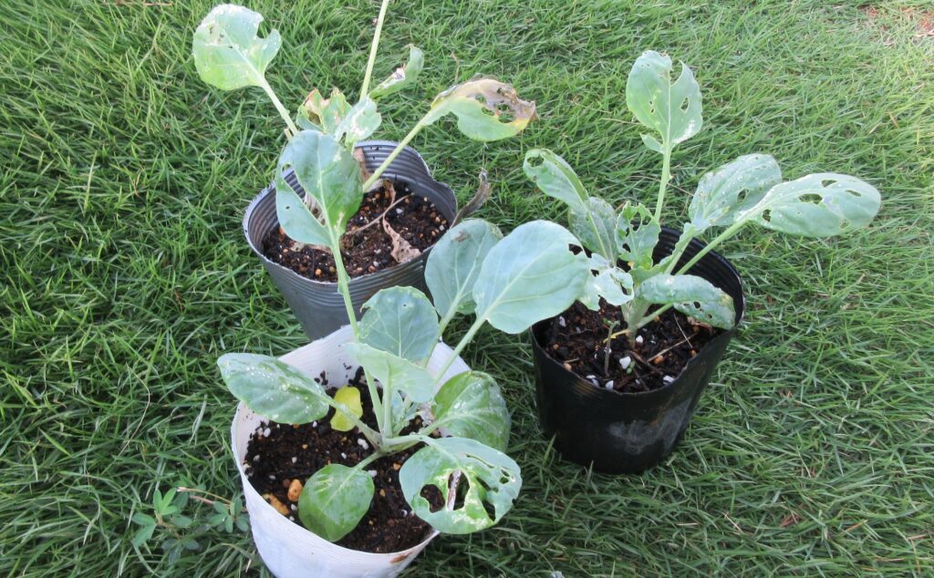 Brussels sprouts 芽キャベツ