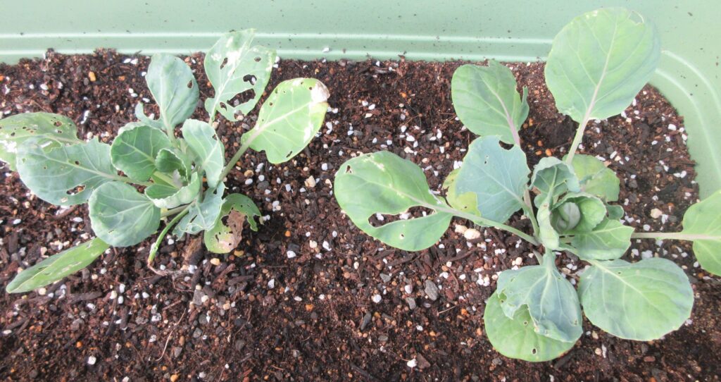 Brussels sprouts 芽キャベツ