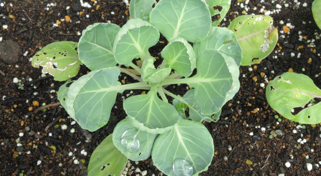 Brussels sprouts 芽キャベツ