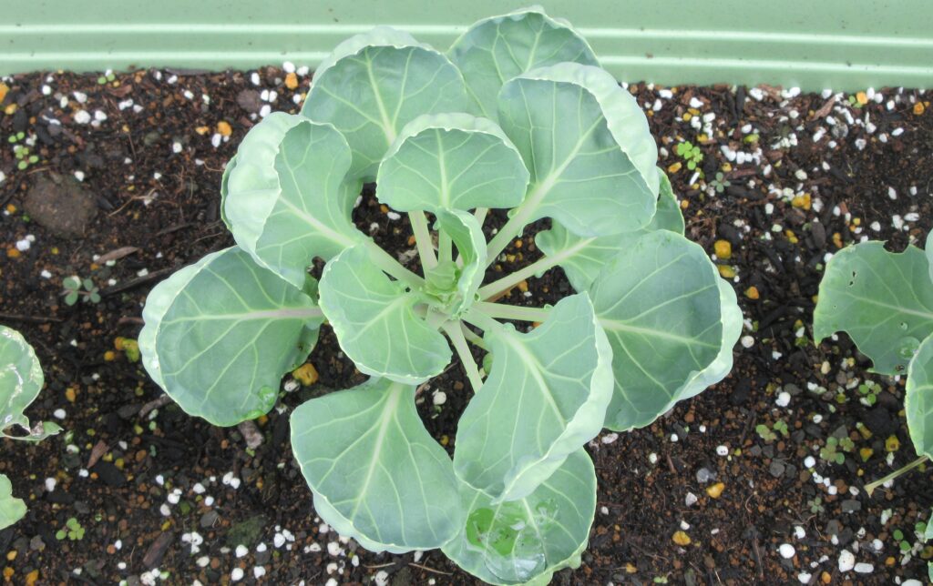 Brussels sprouts 芽キャベツ