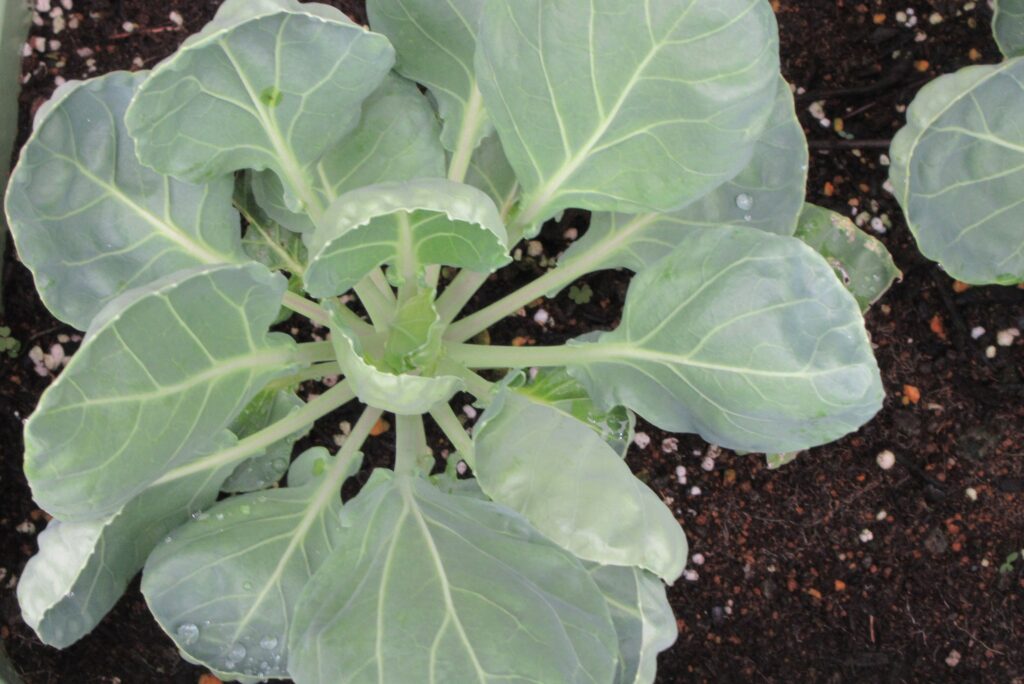 Brussels sprouts 芽キャベツ