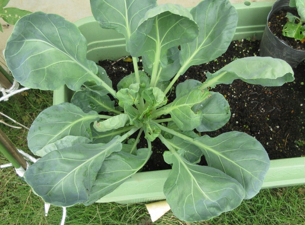 Brussels sprouts 芽キャベツ