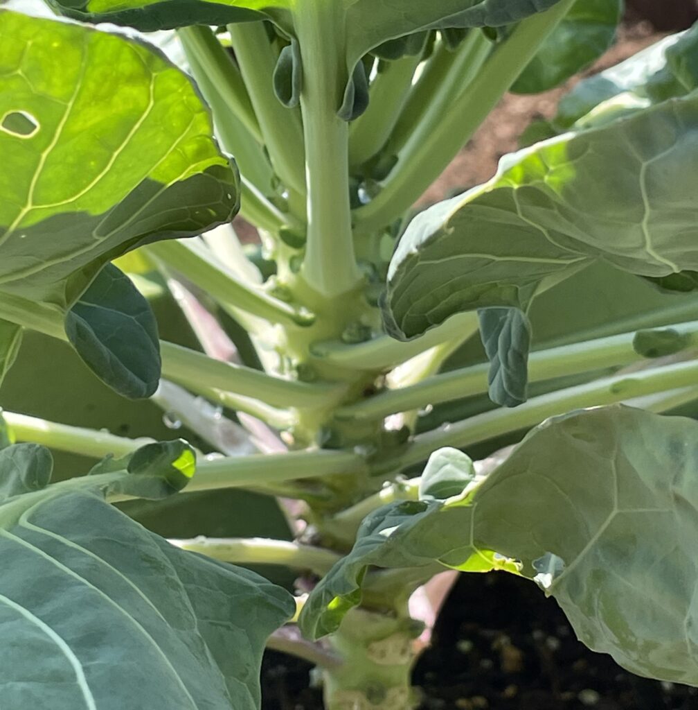 Brussels sprouts 芽キャベツ