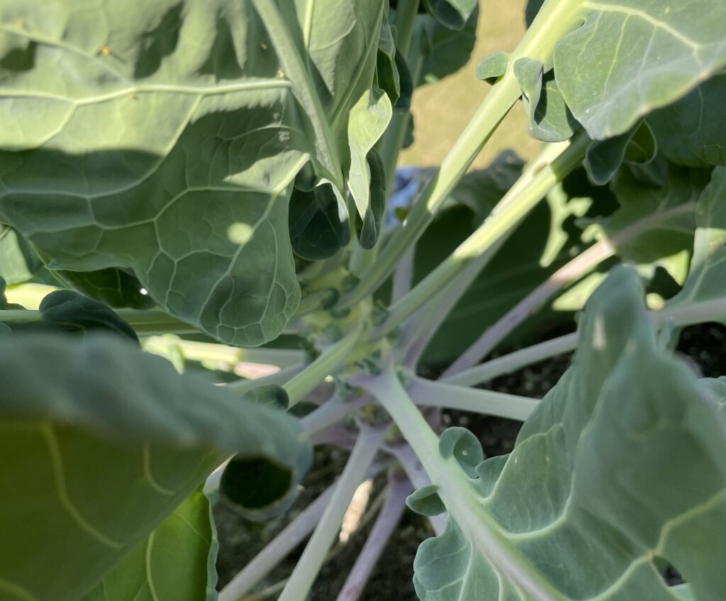 Brussels sprouts 芽キャベツ