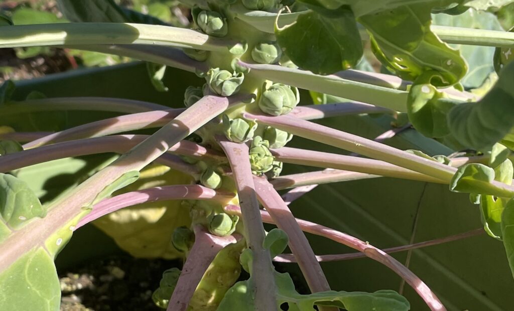 Brussels sprouts 芽キャベツ