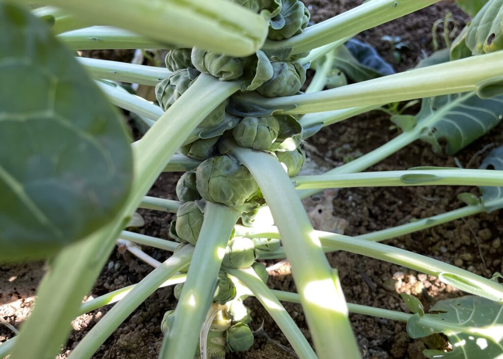 Brussels sprouts 芽キャベツ