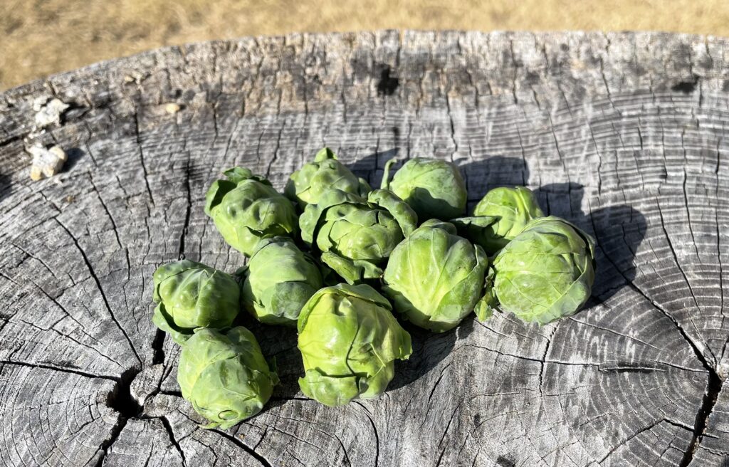 Brussels sprouts 芽キャベツ