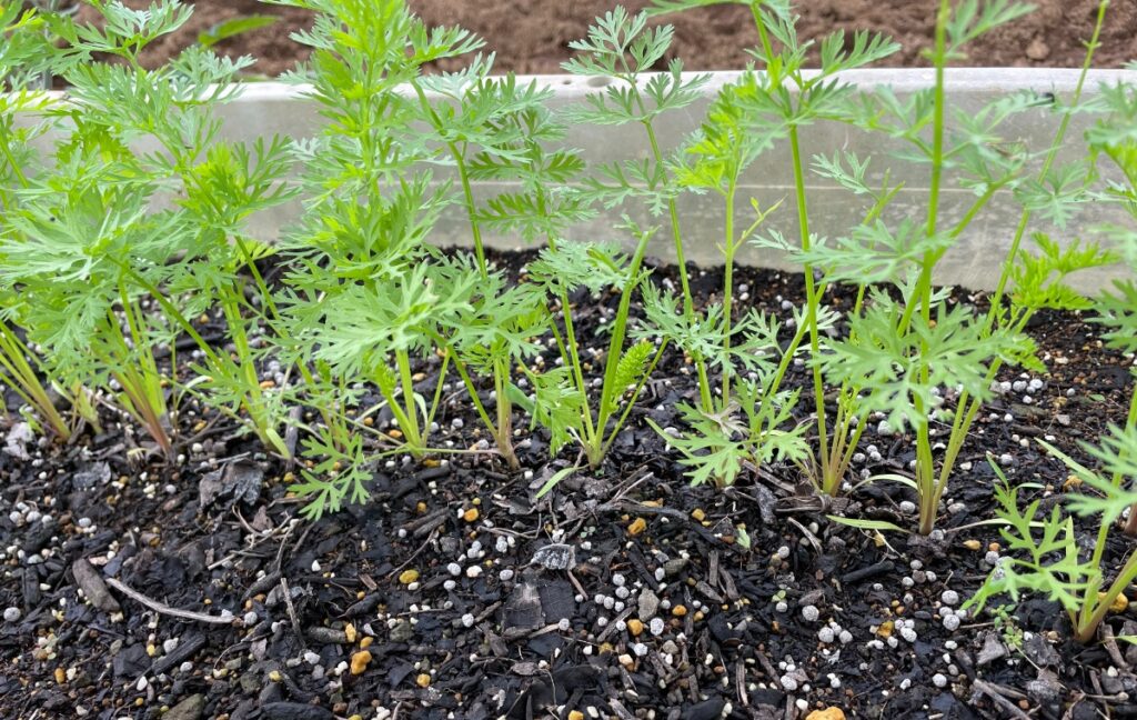 カラフルニンジン colorful carrots