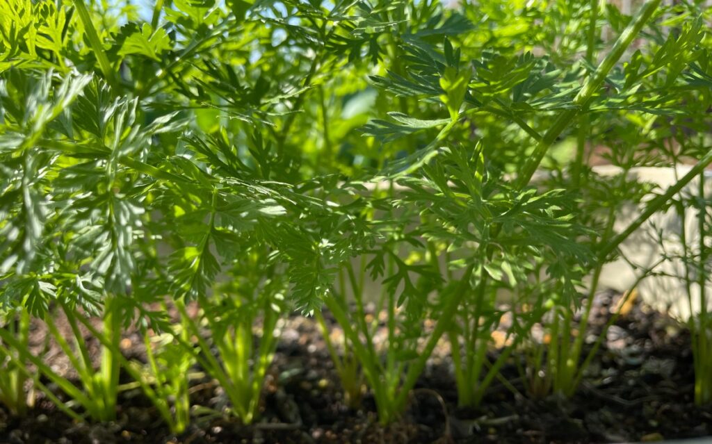 カラフルニンジン colorful carrots