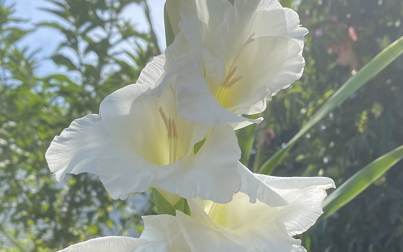 Gladiolus