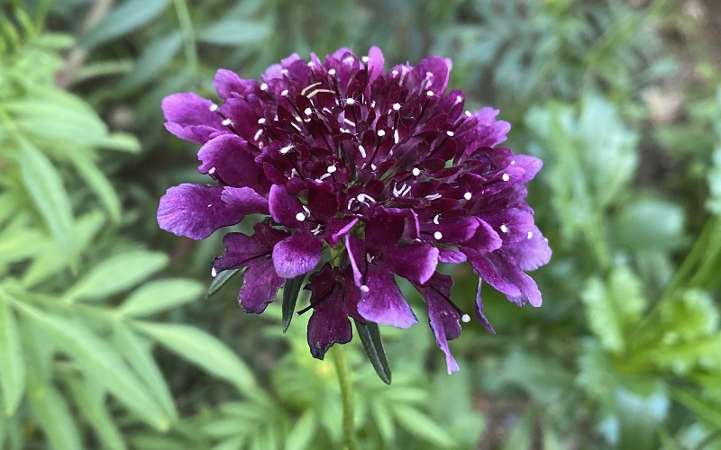 Scabiosa