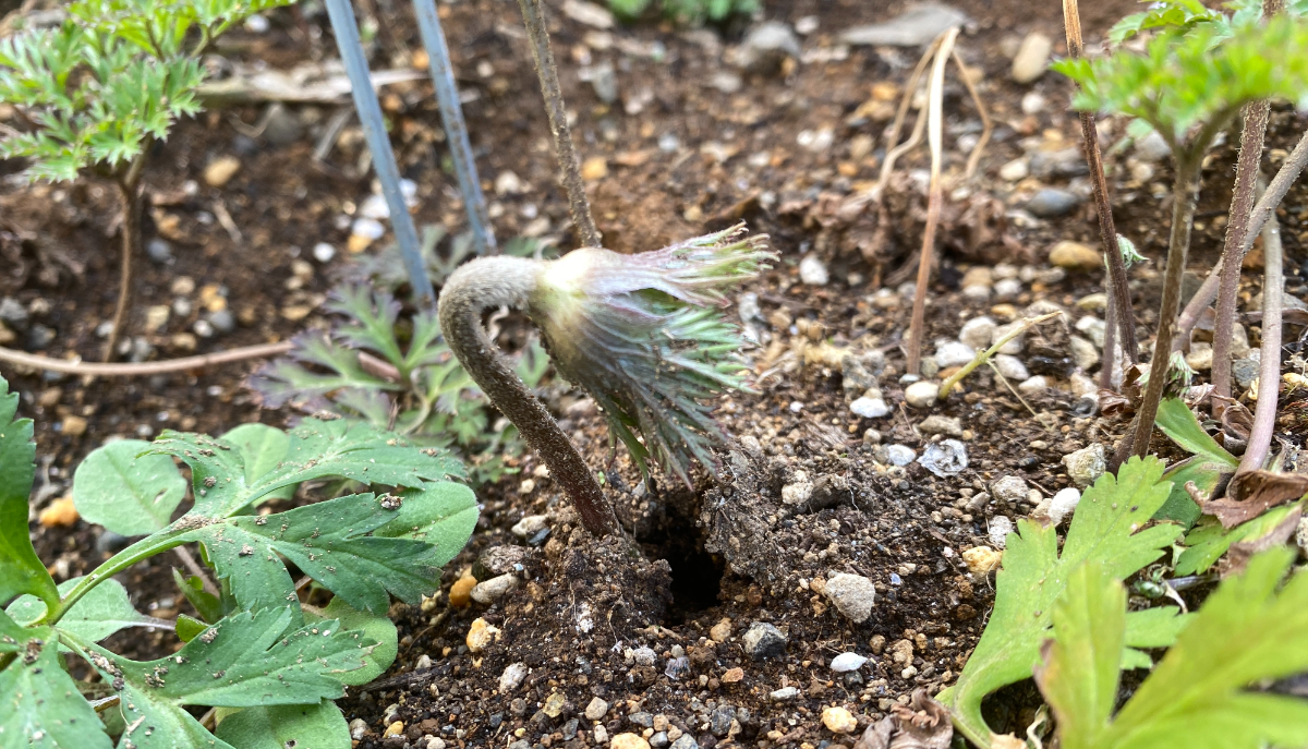 anemone　アネモネ
