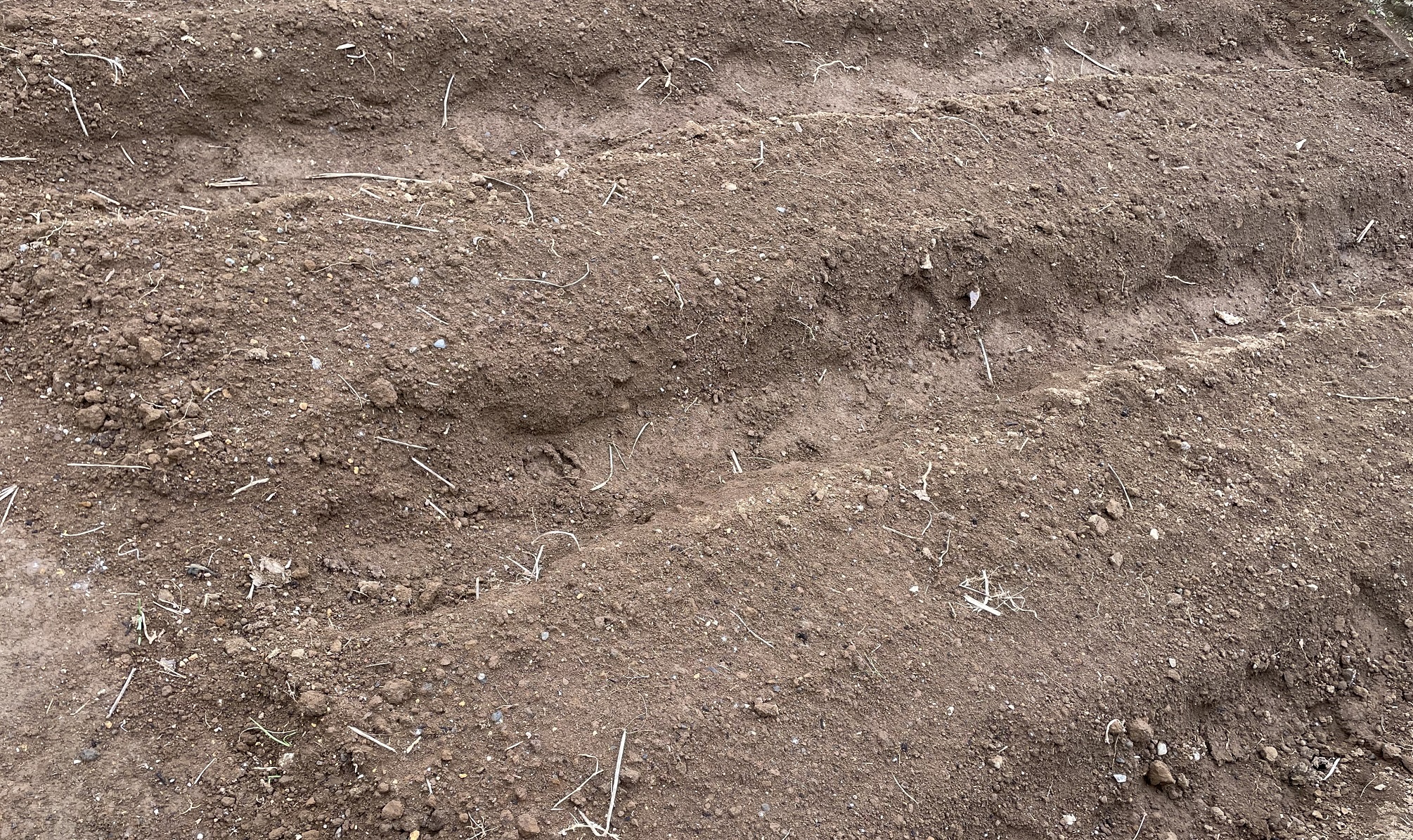 自給自足的家庭農園 小麦を育てる