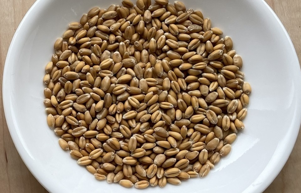 自給自足的家庭農園 小麦を育てる