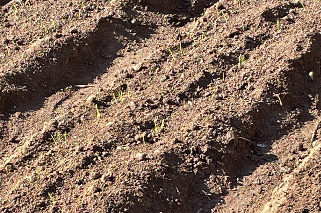 自給自足的家庭農園 小麦を育てる