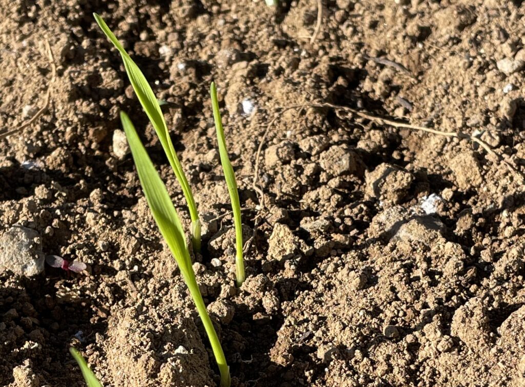 自給自足的家庭農園 小麦を育てる