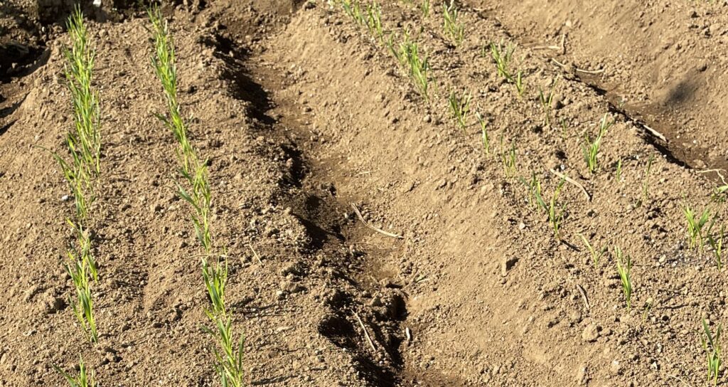 自給自足的家庭農園 小麦を育てる