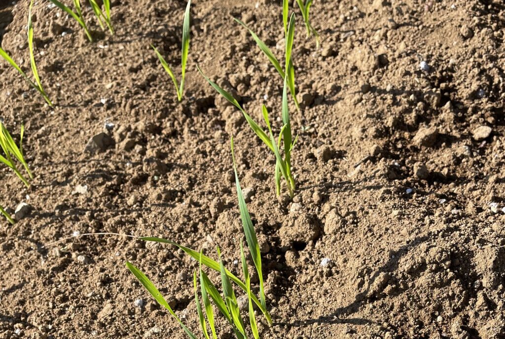 自給自足的家庭農園 小麦を育てる