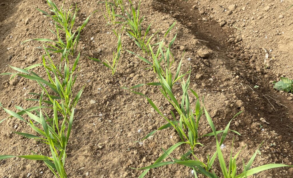 自給自足的家庭農園 小麦を育てる