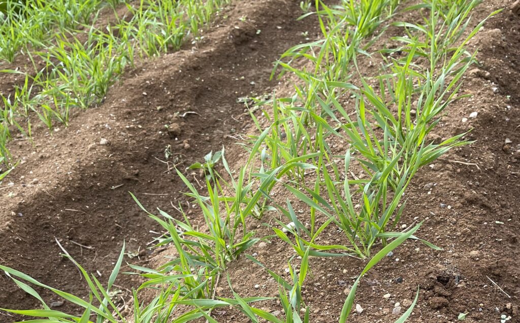 自給自足的家庭農園 小麦を育てる