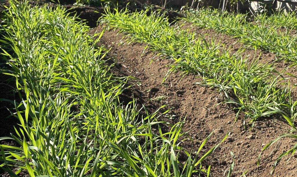 自給自足的家庭農園 小麦を育てる