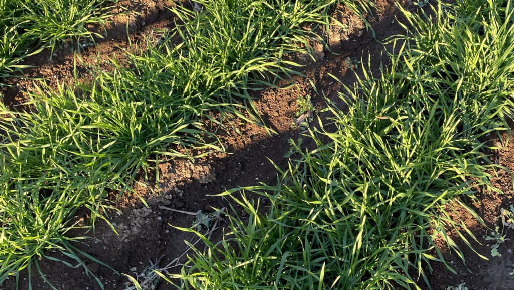 自給自足的家庭農園 小麦を育てる