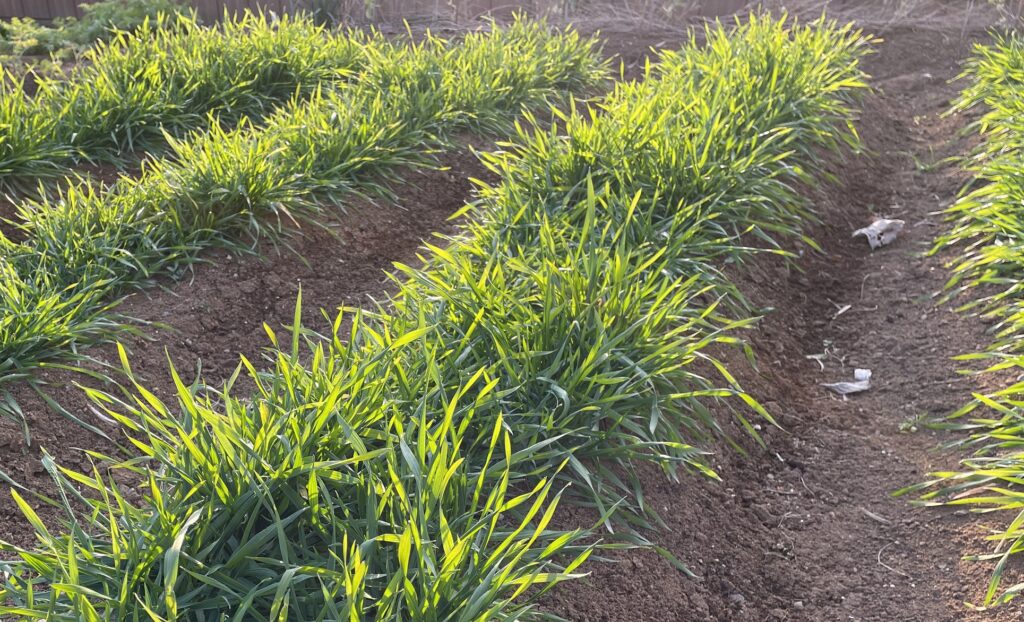 自給自足的家庭農園 小麦を育てる