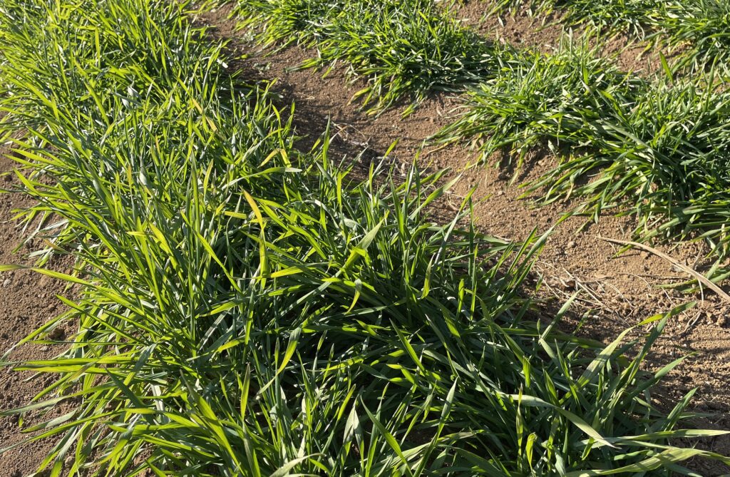 自給自足的家庭農園 小麦を育てる