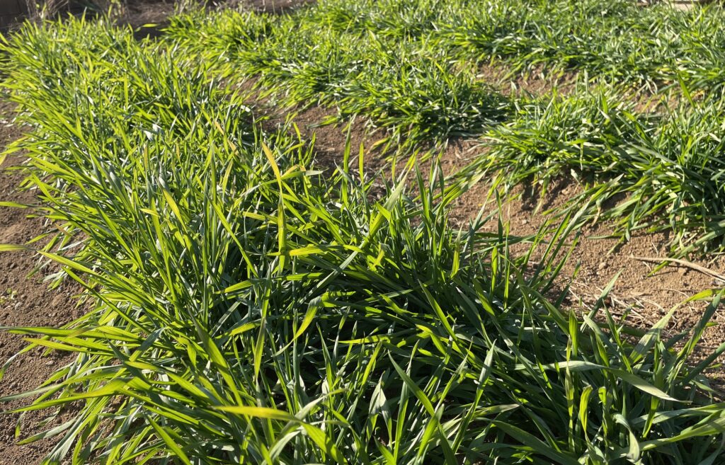 自給自足的家庭農園 小麦を育てる