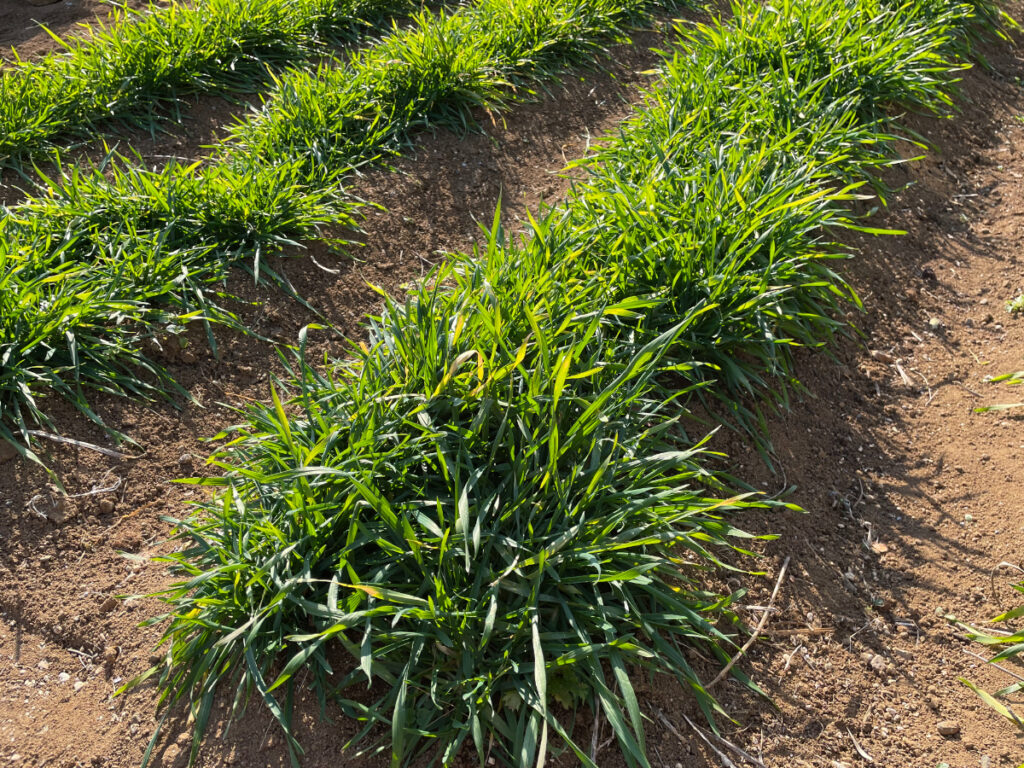 自給自足的家庭農園 小麦を育てる