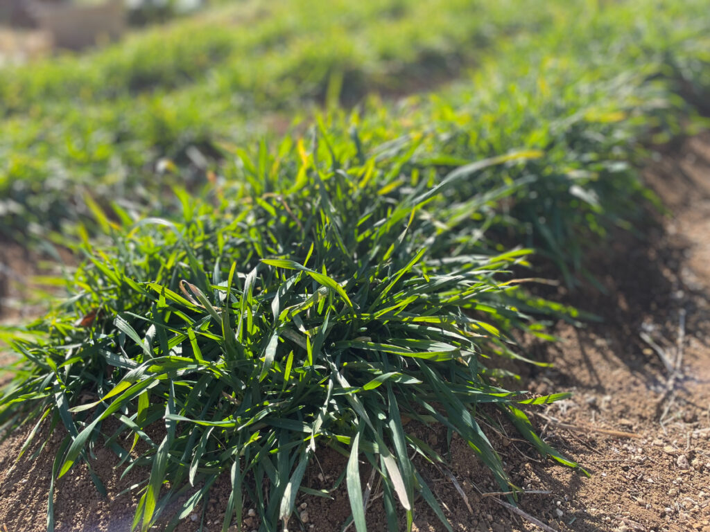 自給自足的家庭農園 小麦を育てる