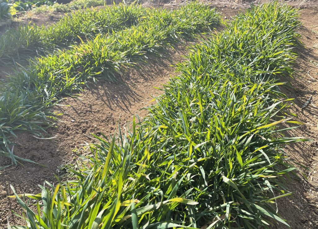 自給自足的家庭農園 小麦を育てる