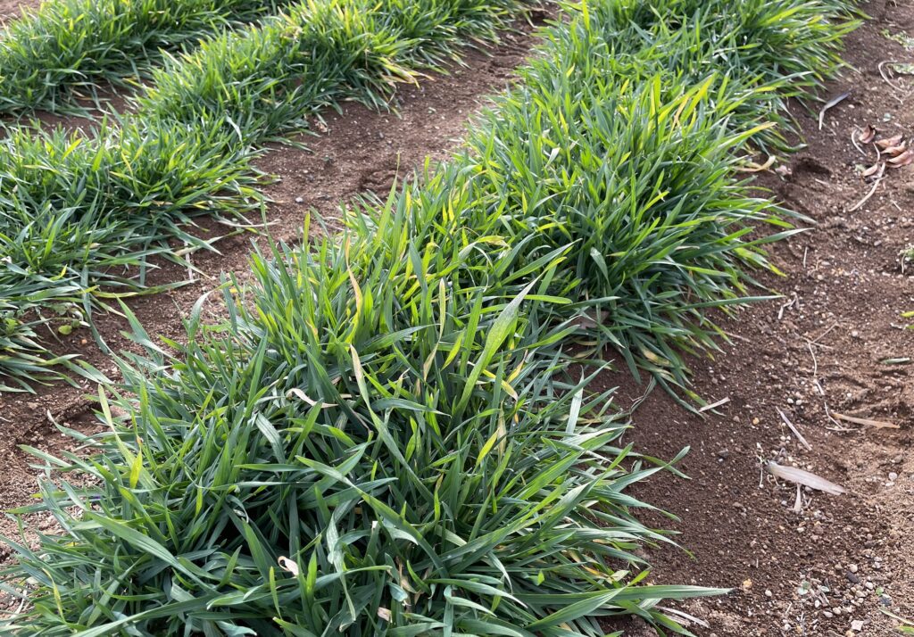 自給自足的家庭農園 小麦を育てる