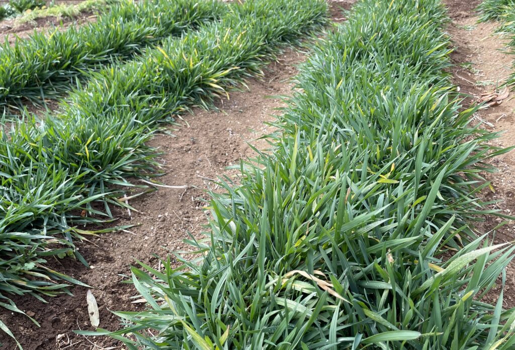 自給自足的家庭農園 小麦を育てる