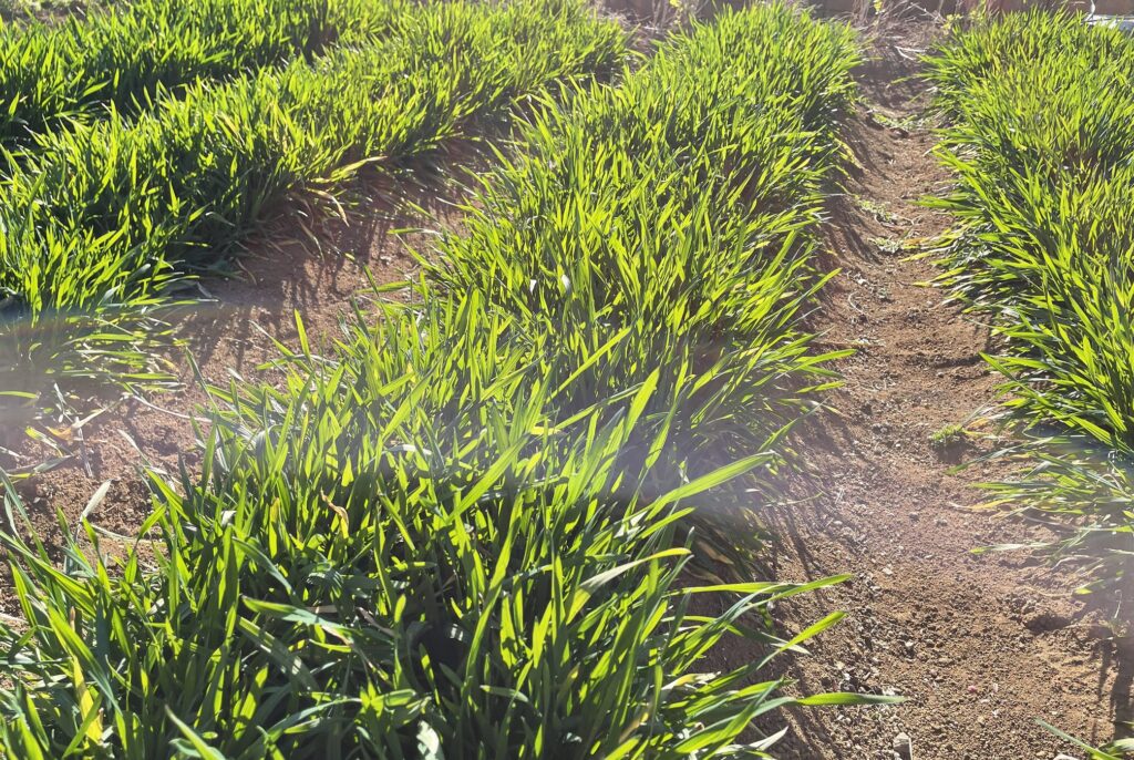 自給自足的家庭農園 小麦を育てる