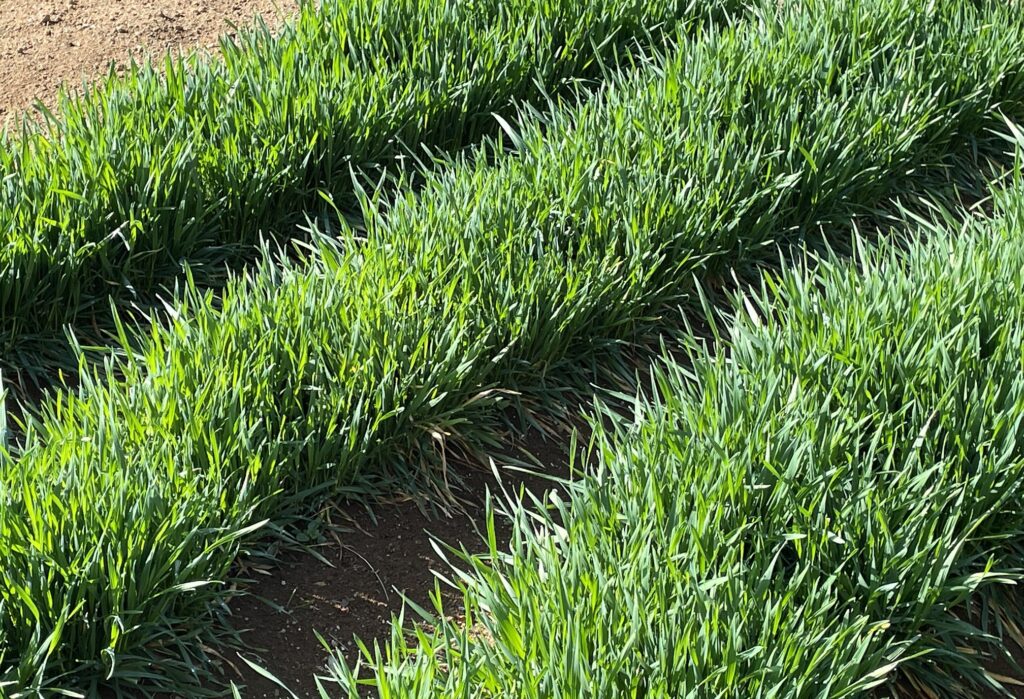 自給自足的家庭農園 小麦を育てる