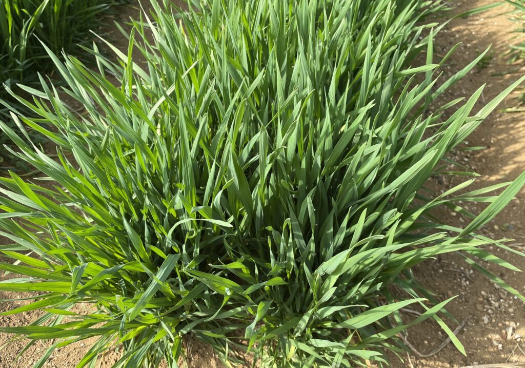 自給自足的家庭農園 小麦を育てる