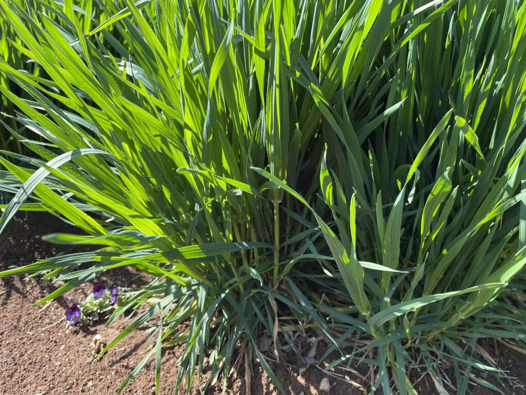 自給自足的家庭農園 小麦を育てる