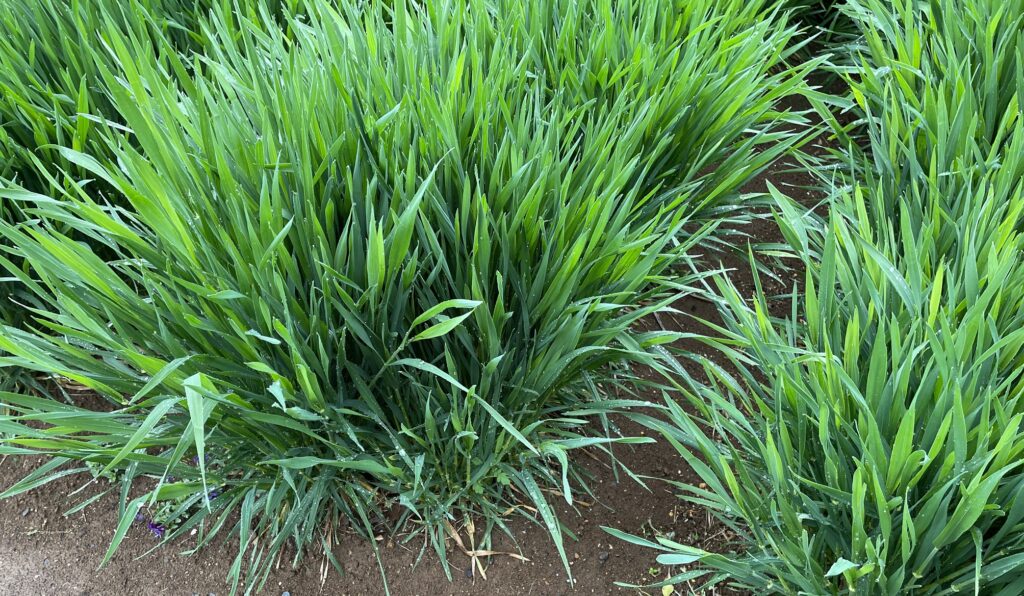 自給自足的家庭農園 小麦を育てる