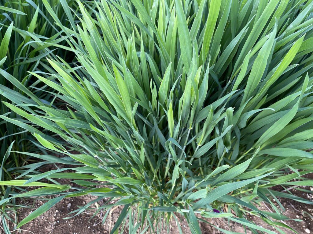 自給自足的家庭農園 小麦を育てる