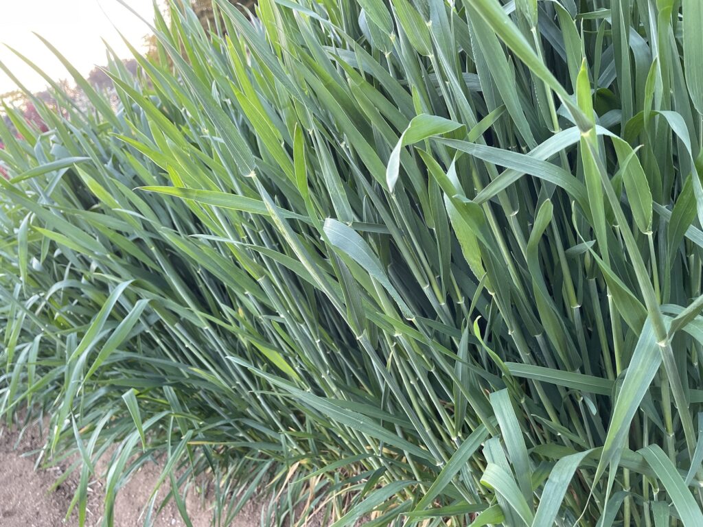 自給自足的家庭農園 小麦を育てる